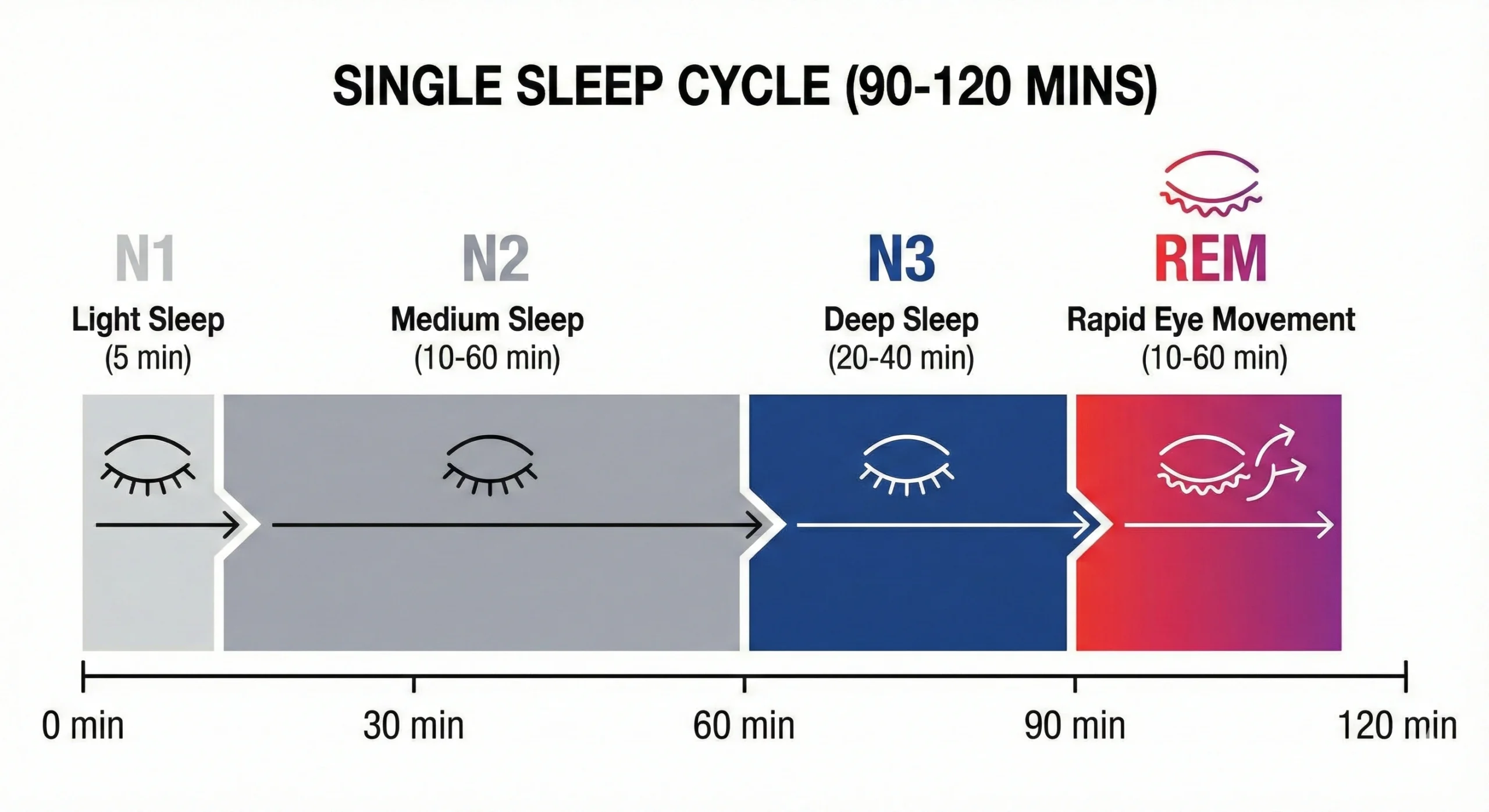 Diagram showing single 90-minute sleep cycle progressing through N1, N2, N3 deep sleep, and REM stages with approximate duration of each stage labeled