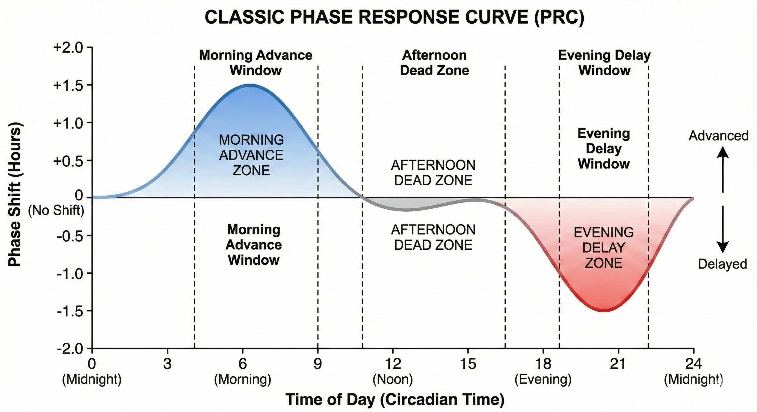 Phase response curve graph showing how light exposure at different times causes phase advances in morning, minimal effect in afternoon, and phase delays in evening